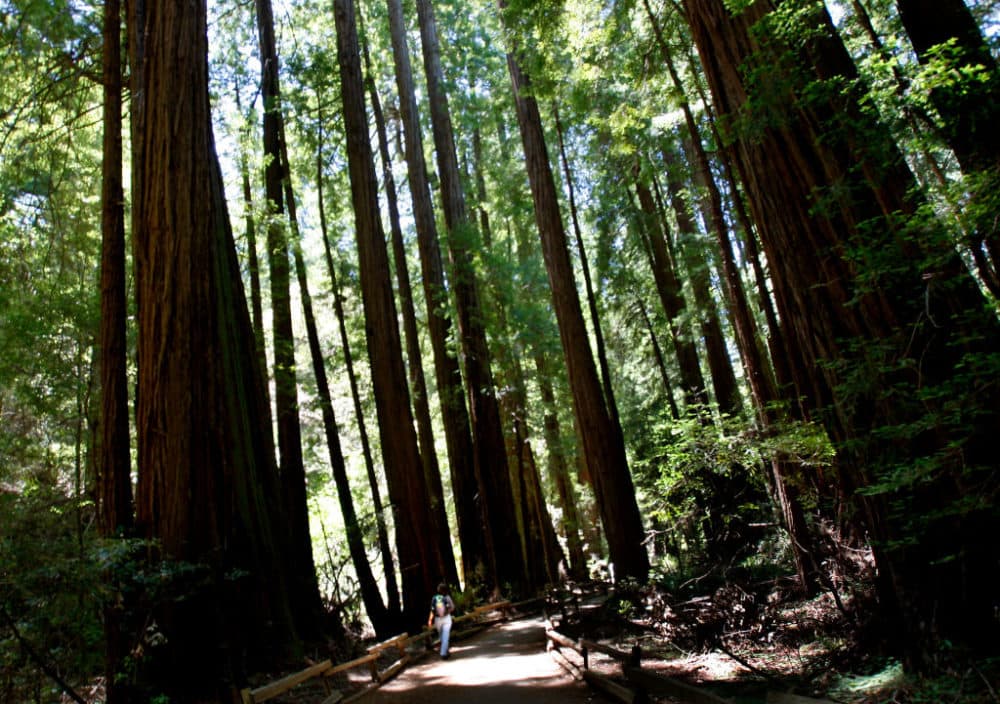 A lone park visitor walked beneath the towering redwoods on the main trail at Muir Woods Tuesday, June 10, 2008. (Brant Ward/San Francisco Chronicle via Getty Images)