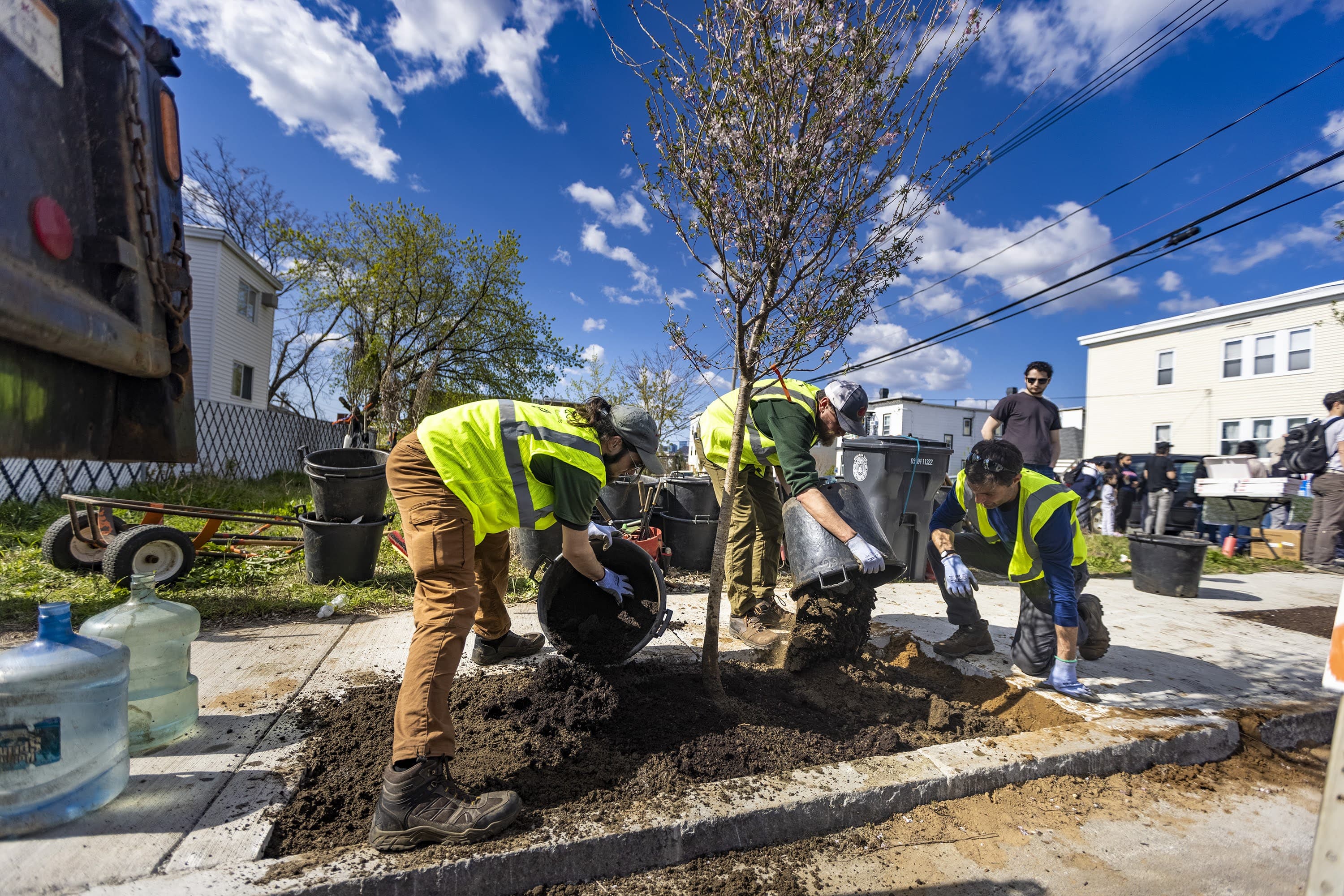 Members of the DCR's Urban and Community Forestry Program plant a cherry tree on Maverick Street in Chelsea, part of the “Chelsea Cool Block” project to help mitigate urban heat in the city. (Jesse Costa/WBUR)