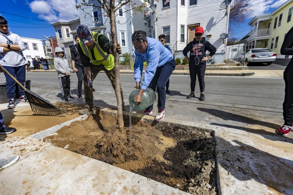 Michael Griffin of the DCR Massachusetts Urban and Community Forestry Program watches as a volunteer waters the root ball of a cherry tree on Maverick Street. (Jesse Costa/WBUR)