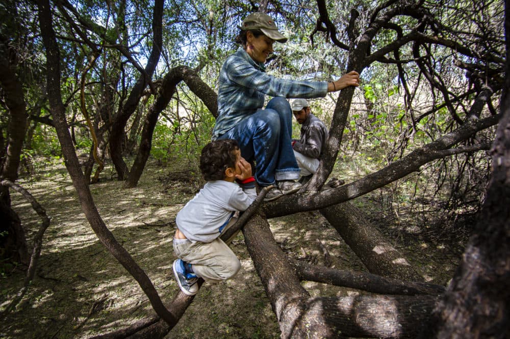 Lucia Gomez and her husband Stevan de la Rosa are raising their three-year-old son Samuel at Los Paredones. This mezquite that they've named the Monkey Tree serves as his jungle gym. (Murphy Woodhouse/KJZZ)