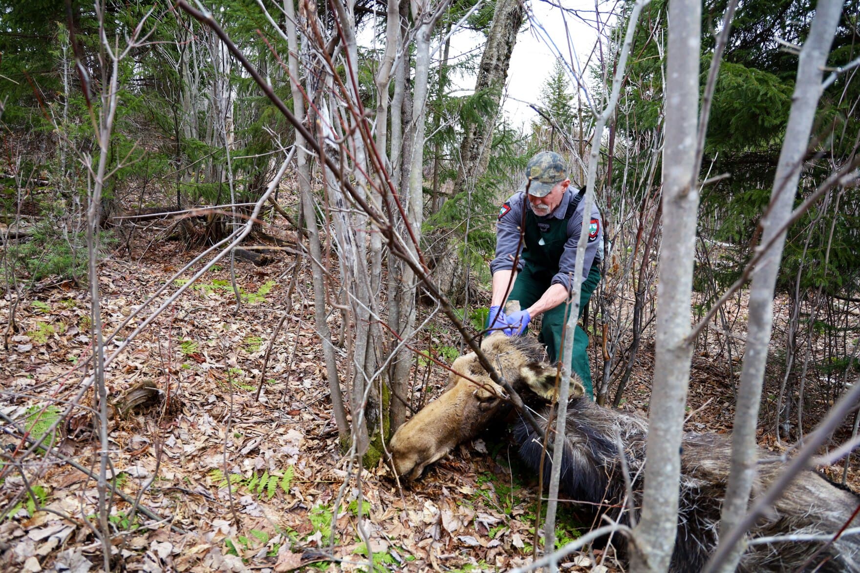 Winter ticks wiped out nearly 90% of the moose calves scientists tracked in  part of Maine last year | WBUR News