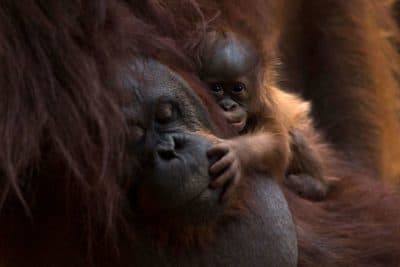 A Bornean orangutan called Suli holds its newborn baby at their enclosure at the Bioparc zoological park in Fuengirola on August 12, 2021. (Photo by JORGE GUERRERO / AFP) (JORGE GUERRERO/AFP via Getty Images)