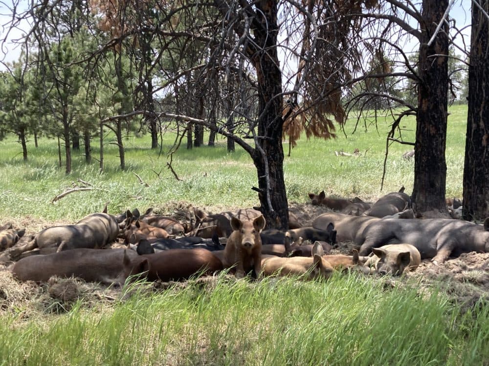 A real life pig pile at the Kiowa Creek Ranch. The ranch is owned by the Audubon Society, which requires certain livestock management practices to support a healthy bird population as part of Audubon's Conservation Ranching Program. (Ashley Ahearn)