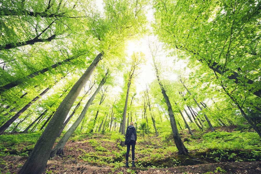 Young woman standing in green forest. (Getty images)