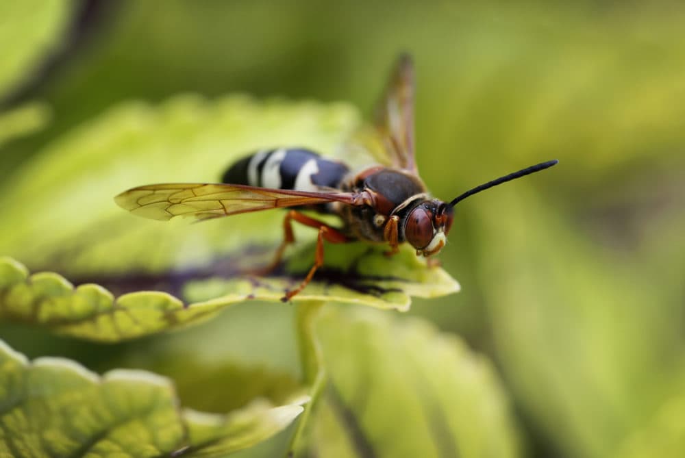 A Cicada Killer Wasp sits atop a plant. (Charlie Neibergall/AP)