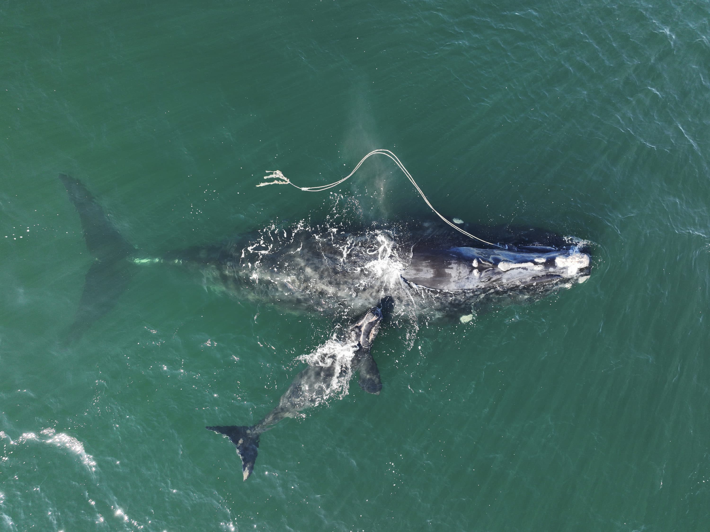 This Dec. 2, 2021, photo shows an endangered North Atlantic right whale entangled in fishing rope being sighted with a newborn calf in waters near Cumberland Island, Georgia. (Georgia Department of Natural Resources/NOAA Permit #20556 via AP)
