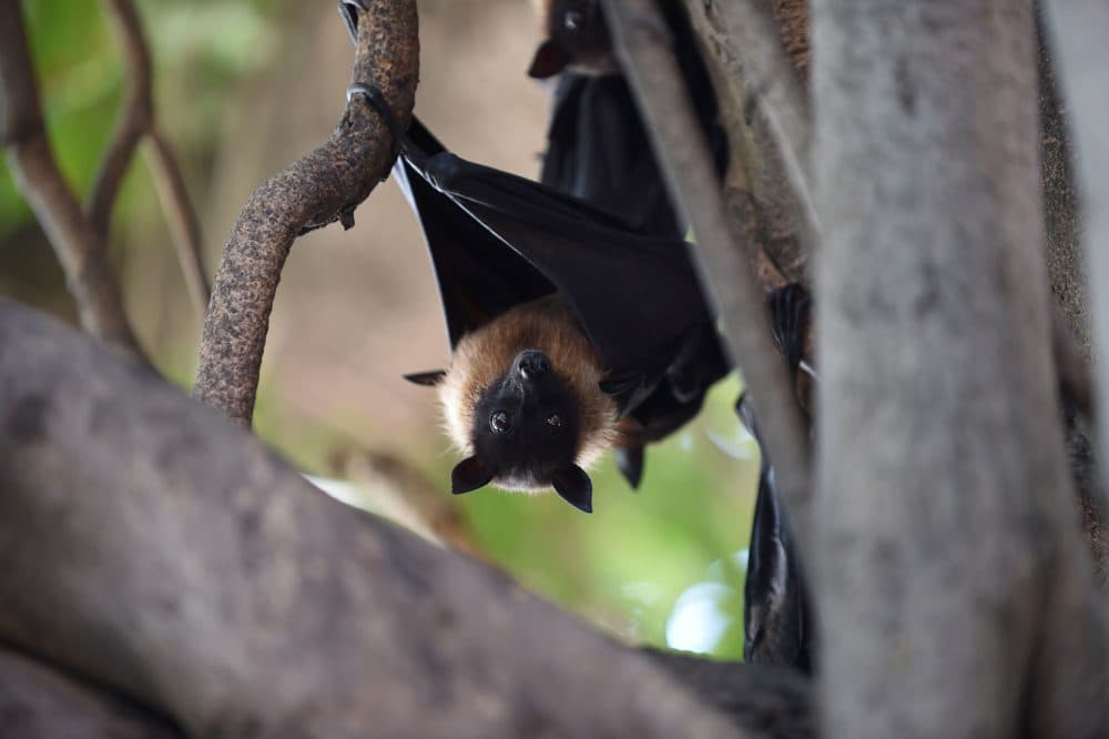 A bat clings onto the lower limbs of a Banyan tree due high temperature. (Sam Panthaky/AFP via Getty Images)