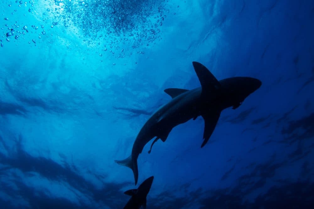 Discover the Jaw-Dropping Secrets: Does the Boston Aquarium Have Sharks?