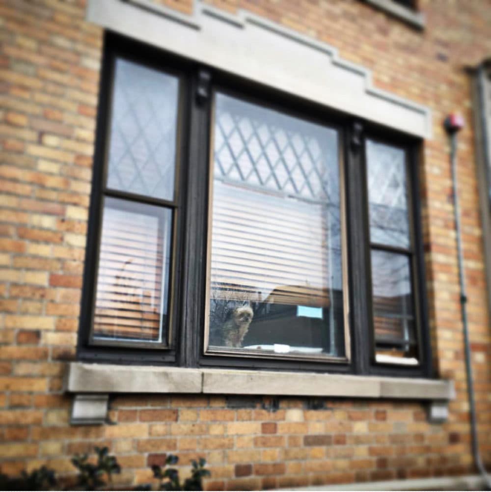 &quot;Mass Ave Lola, surveying her empire,&quot; as captioned by the author in an Instagram post, March 2019, Cambridge, MA. (Courtesy E.B. Bartles)
