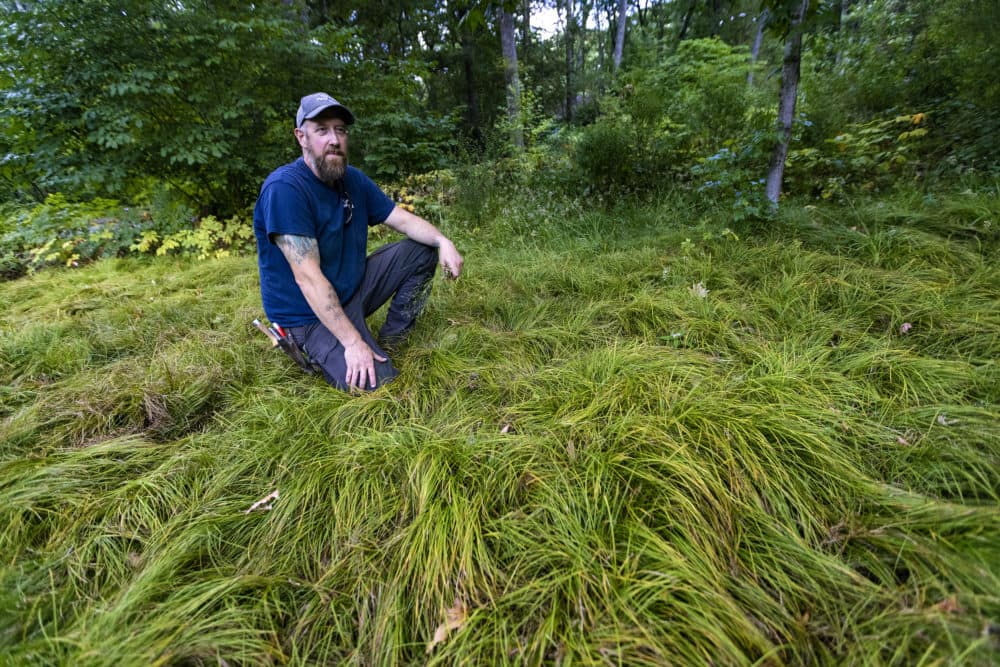 Uli Lorimer weeds an Oak Sedge lawn at Garden in the Woods in Framingham. (Jesse Costa/WBUR)