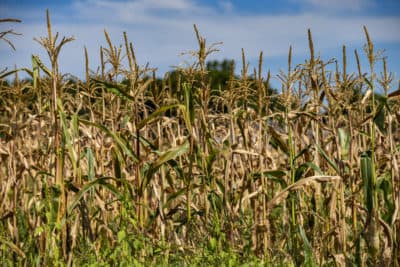 Dry corn stalks at Farmer Dave’s in Dracut. (Jesse Costa/WBUR)