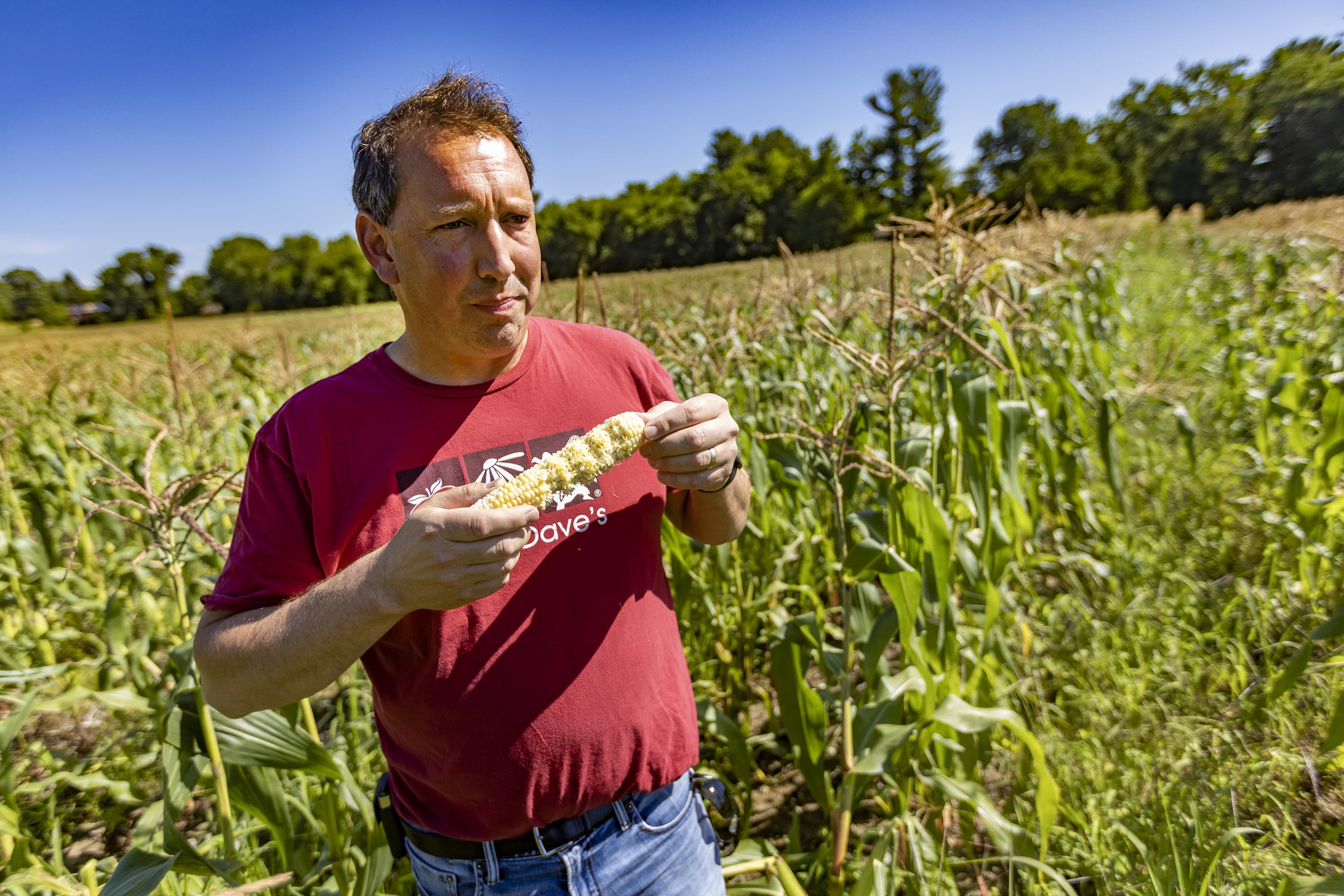 The corn on Dave Dumaresq's farm is smaller than usual because of the drought. (Jesse Costa/WBUR)