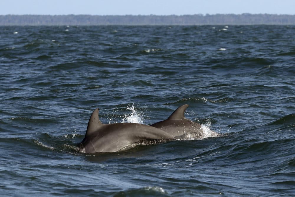 Female bottlenose dolphins can choose which of their mates' sperm fertilizes their eggs. (Robert F. Bukaty/AP)