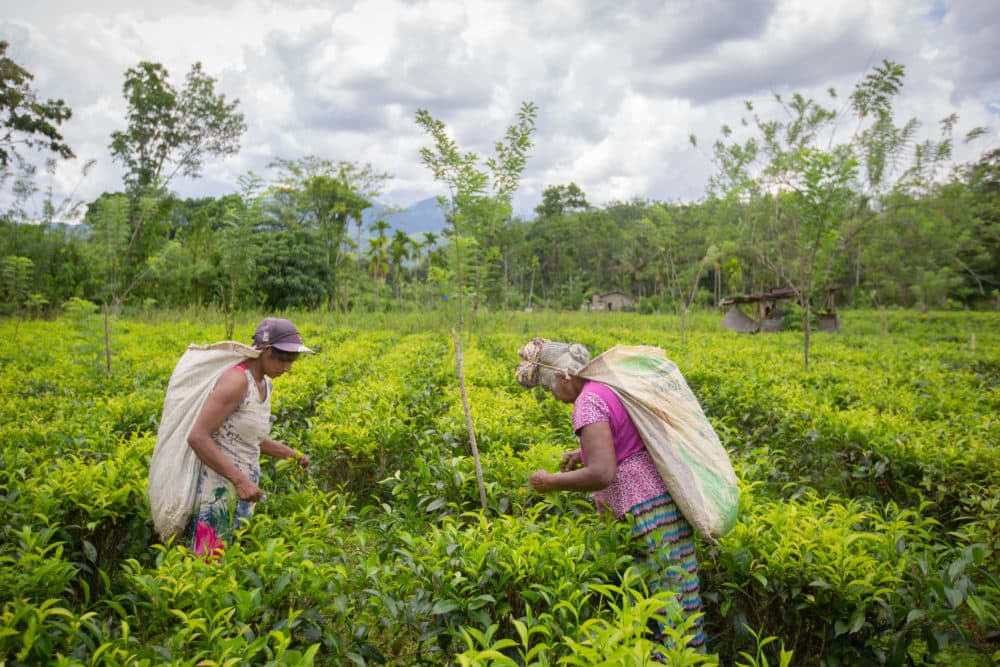 Tea is Sri Lanka's biggest single export at US$1.25 billion a year. (Abhishek Chinnappa/Getty Images)