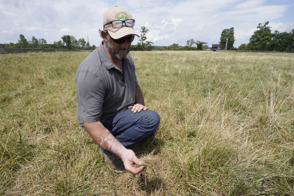 Organic beef farmer Brian Kemp displays dry grass in a pasture at the Mountain Meadows Farm, in Sudbury, Vermont on Aug. 8. (Steven Senne/AP)