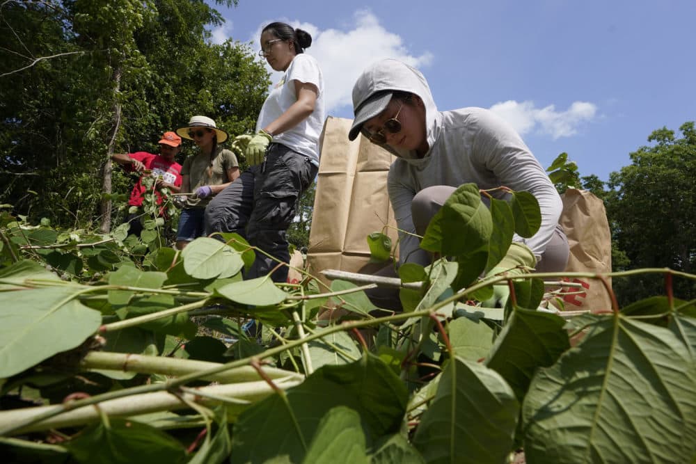 Fin Jones, of Falmouth and a member of the Mashpee Wampanoag tribe, top center, and Jessica Tran, right, of St. Paul, Minn., work to remove invasive plant species at the Wampanoag Common Lands project, in Kingston, Aug. 2. (Steven Senne/AP)