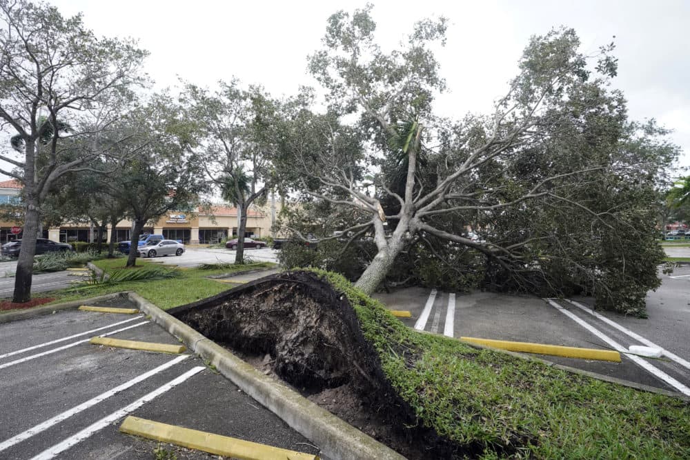 An uprooted tree, toppled by strong winds from the outer bands of Hurricane Ian, rests in a parking lot of a shopping center. (Wilfredo Lee/AP)