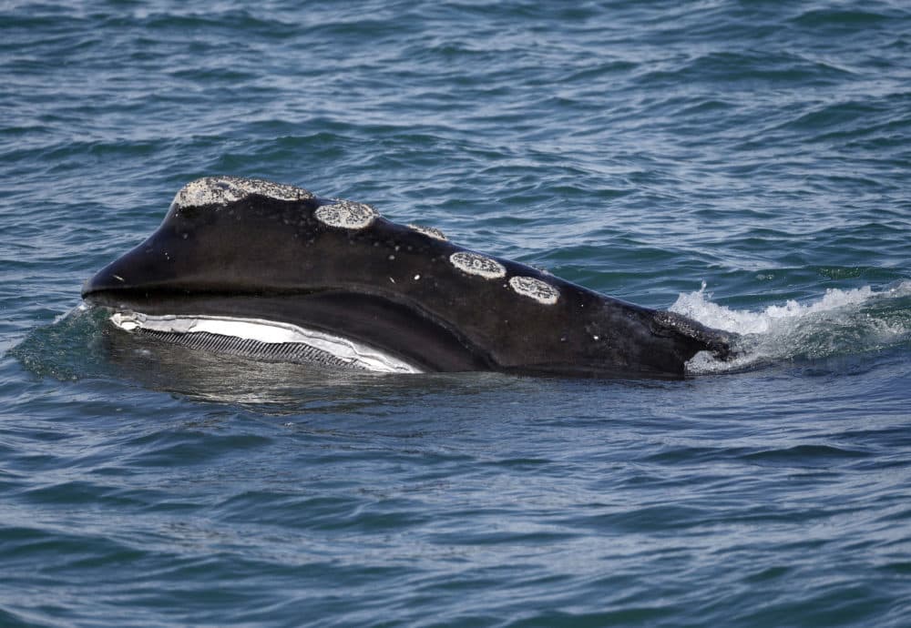 A North Atlantic right whale feeds on the surface of Cape Cod Bay off the coast of Plymouth, Mass., in this March 28, 2018, file photo. (Michael Dwyer/AP)