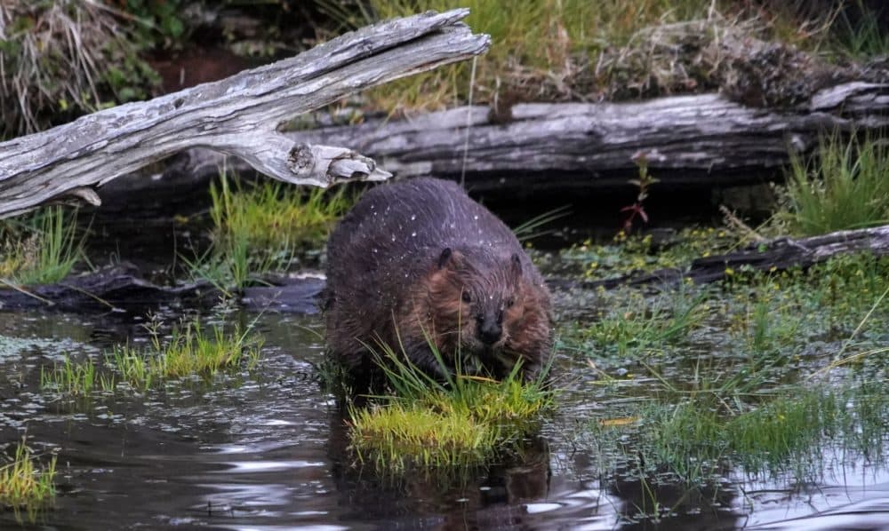 A beaver enters the water in the forest near Puerto Williams, Chile on Feb. 05, 2020. (Pablo Cozzaglio/AFP via Getty Images)