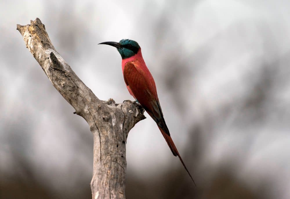 A bee-eater is pictured at the Dinder National Park, about 400 kms southeast of the Sudanese capital, on April 7, 2021. (Abdulmonam Eassa/AFP via Getty Images)
