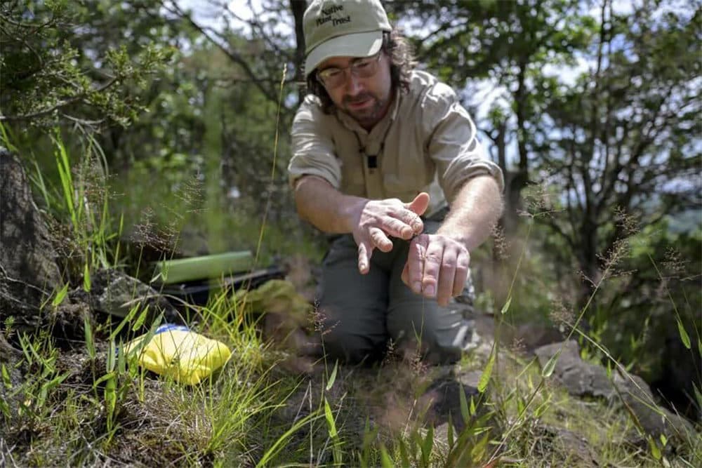 Michael Piantedosi, director of conservation at the Native Plant Trust, looks at grass plants while on the hunt for the hair cap muhly, a plant that is endangered in Connecticut. Piantedosi and others at the Native Plant Trust have been working to collect native plant seeds to store and sometimes later replant for habitat restoration. (Ryan Caron King/Connecticut Public)