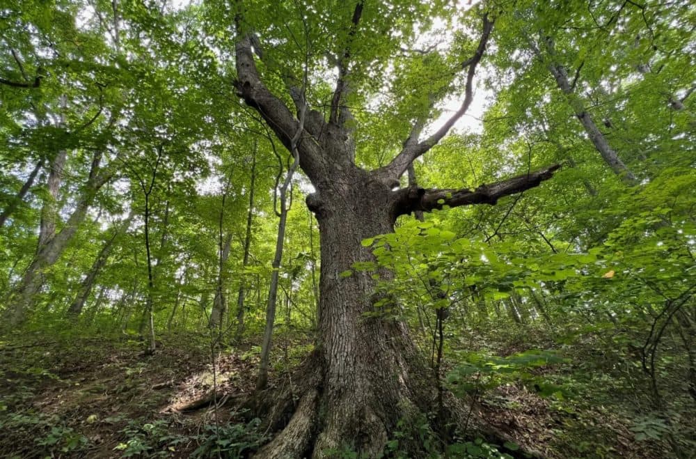 A white oak in the Wayne National Forest. Oaks, in demand for wood products and an ecological powerhouse, could disappear from Appalachian forests. The trees are threatened from not only climate change and invasive species, but competition from maples and other trees. (Nathan Johnson/Ohio Environmental Council)
