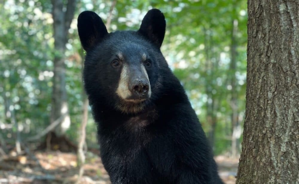 Alma, shown here on Sept. 29, lives at the Kilham Bear Center in Lyme, New Hampshire. The center is raising her and will release her into the wild in spring 2023. Alma was rescued after her mother was killed by a car in Greenfield, Massachusetts, in April. (Courtesy Ethan Kilham)