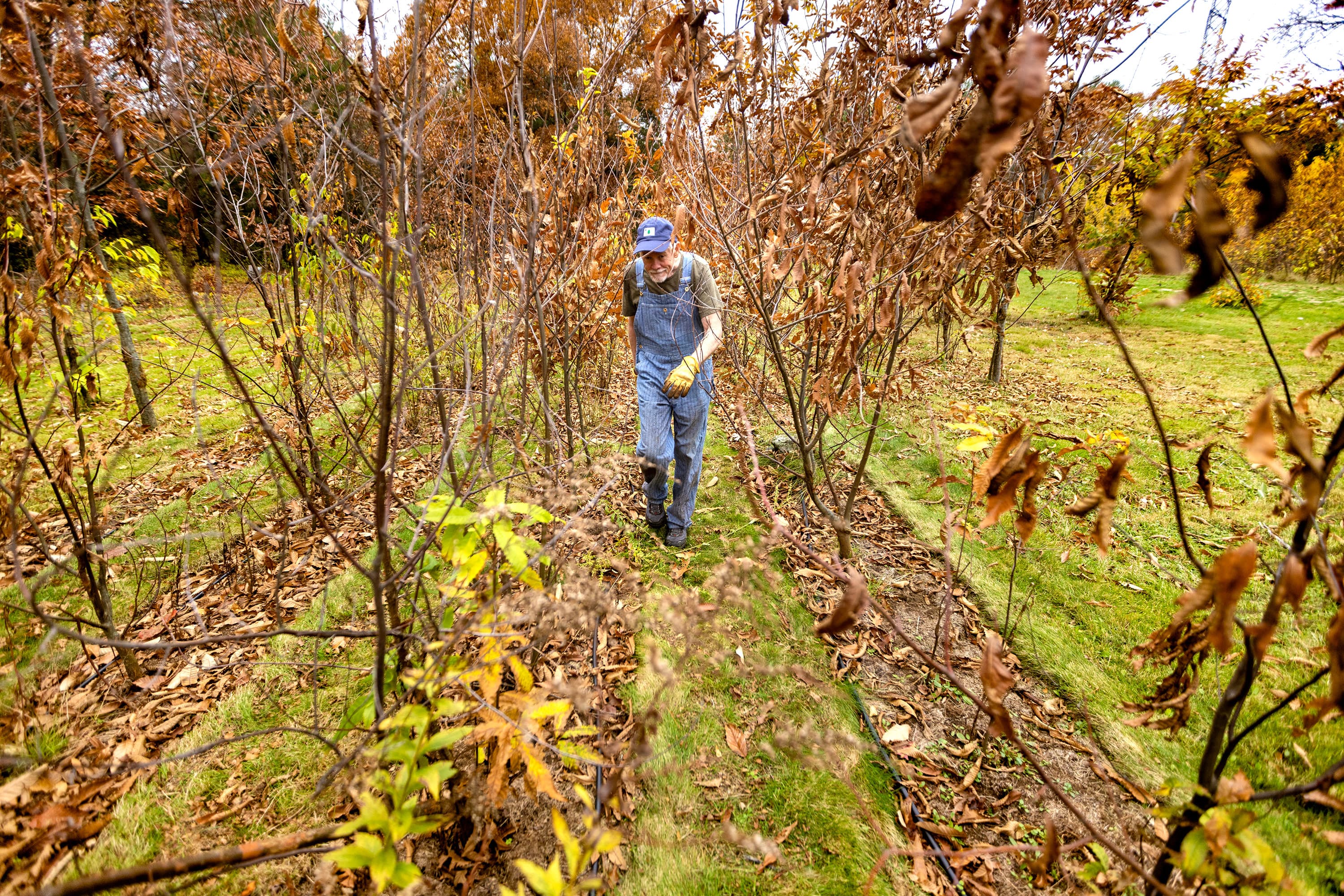 John Emery makes his way through a secluded orchard of chestnut trees in Weston where chestnut blight-resistant tree hybrids are being cultivated. (Jesse Costa/WBUR)