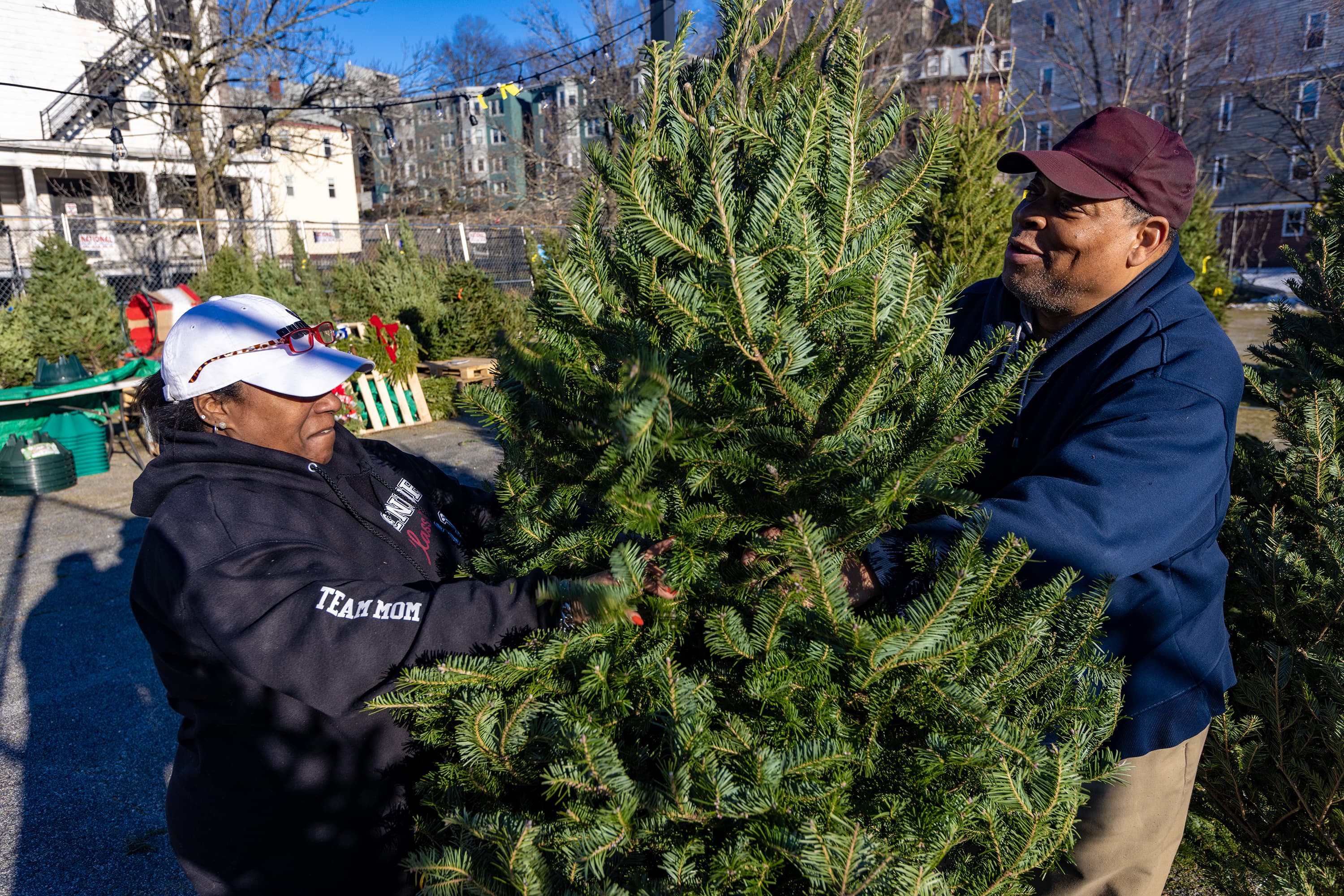 Christmas trees in short supply this season. Experts blame drought ...