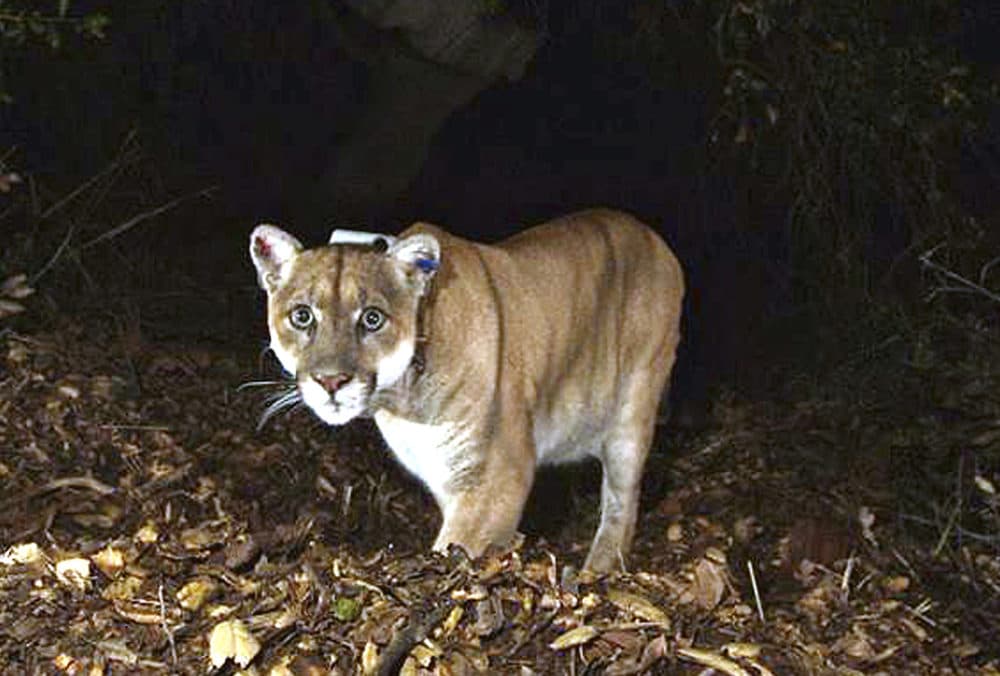 The mountain lion known as P-22, photographed in the Griffith Park area near downtown Los Angeles. P-22, the celebrated mountain lion that took up residence in the middle of Los Angeles, was a symbol of urban pressures on wildlife. (U.S. National Park Service, via AP)