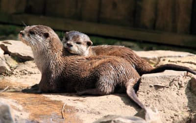 A pair of North American river otters at Bristol Zoo, taken on May 9, 2009. (Photo by PhotoPlus Magazine/Future via Getty Images)