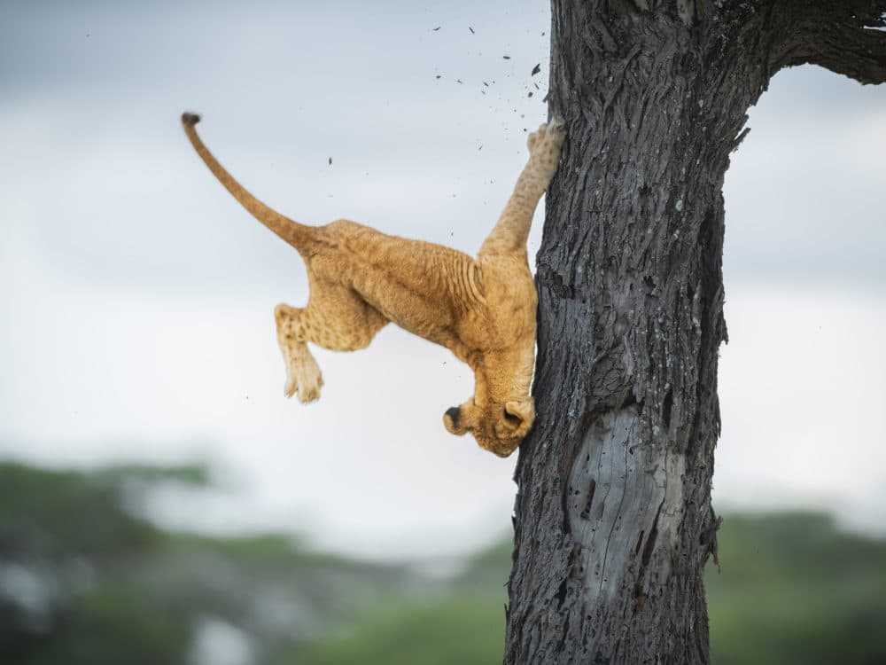 This photo of a lion cub with not-so-catlike reflexes was the overall winner. (Jennifer Hadley)