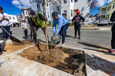Michael Griffin of the state Department of Conservation & Recreation watches as a volunteer waters the root ball of a cherry tree in Chelsea, MA, cooling an urban heat
island one block at a time. (Jesse Costa/WBUR)