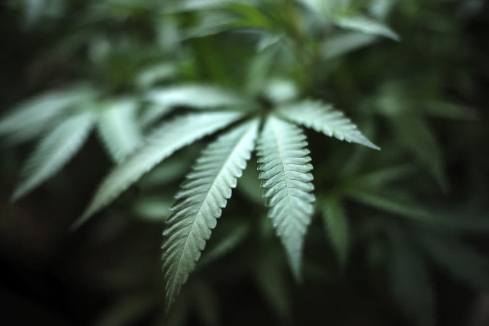 Marijuana grows at an indoor cannabis farm. (Richard Vogel/AP)