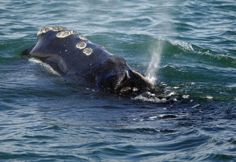 A North Atlantic right whale feeds on the surface of Cape Cod bay off the coast of Plymouth, Mass., March 28, 2018. (Michael Dwyer/AP)