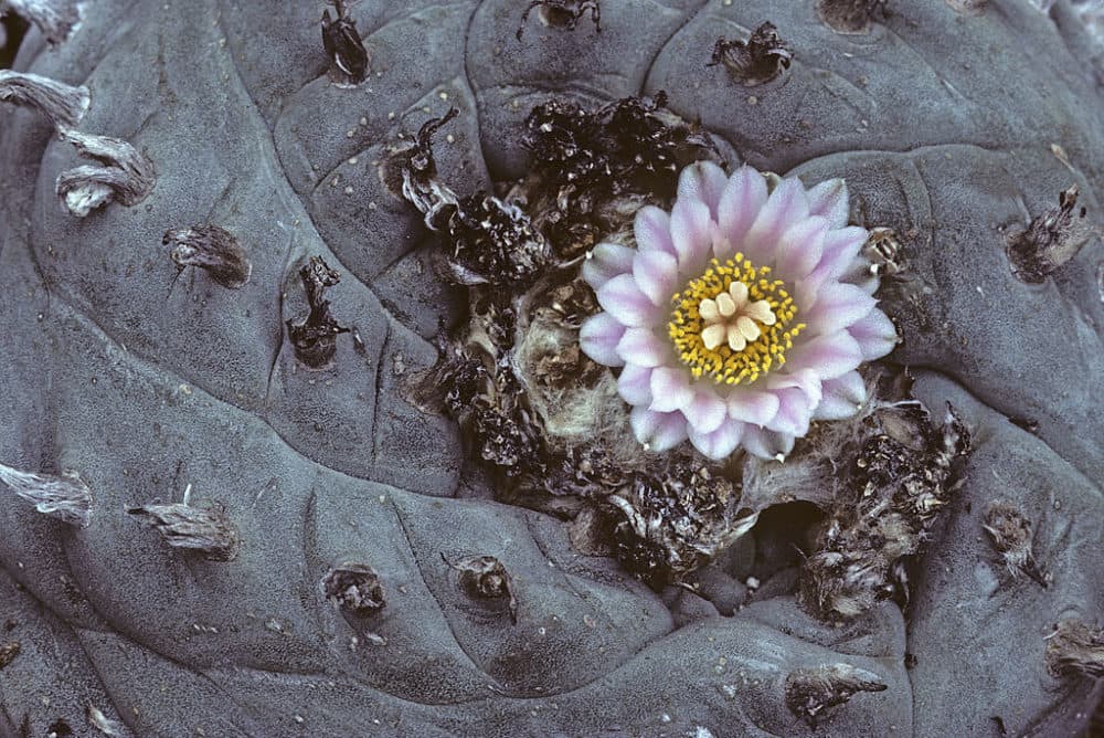 Close-up of flowering peyote cactus, Lophophora williamsii, Native to Chihuahuan Desert of Mexico, Texas, and New Mexico, Garden in Tucson, Arizona, USA, (Photo by Wild Horizons/Universal Images Group via Getty Images)