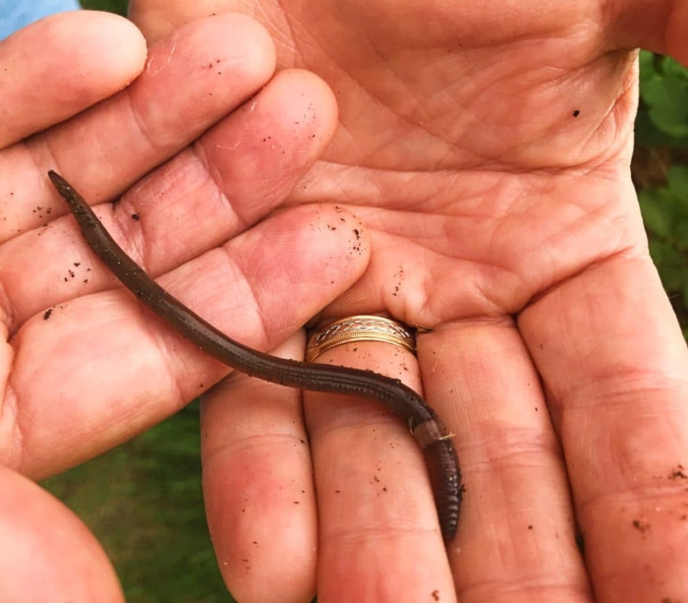 A jumping worm found at a community garden in Bangor, Maine. (Nora Saks)