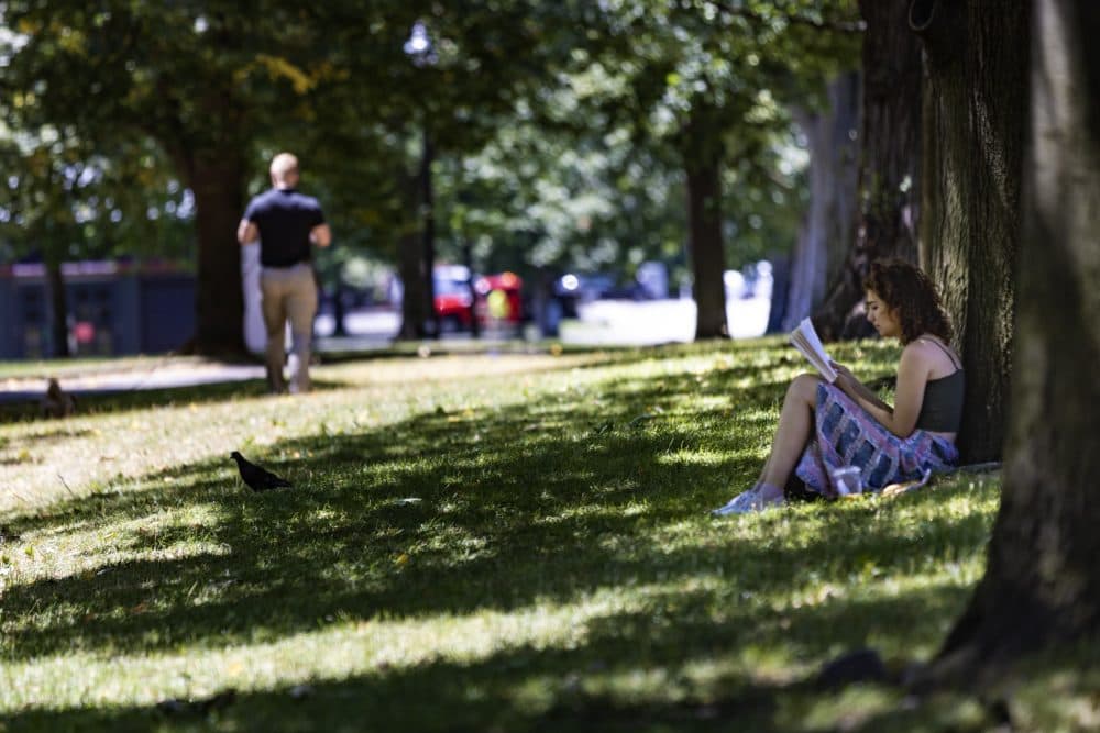 A woman keeps out of the hot sun in the shade of a tree while she reads a book in the Boston Common. (Jesse Costa/WBUR)