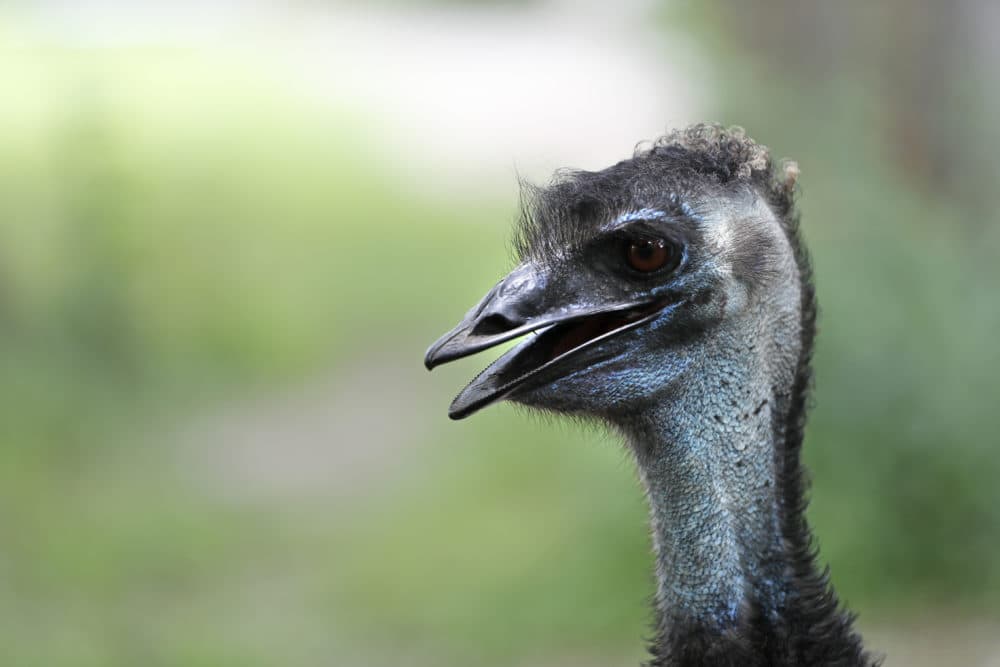 An Emu is seen in its exhibit at the Audubon Zoo in New Orleans, Monday, July 16, 2018. (Gerald Herbert/AP)