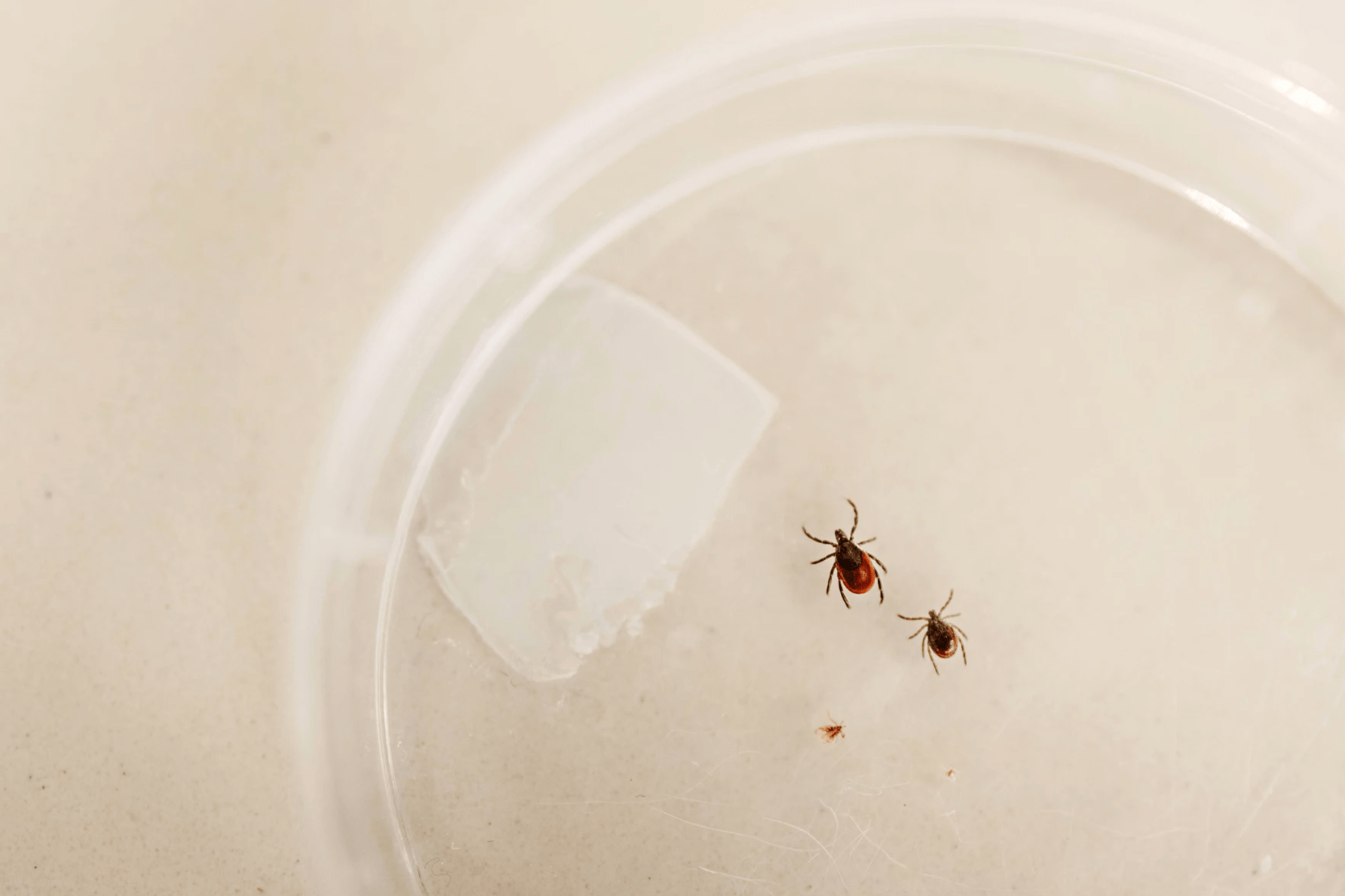 At the Connecticut Agricultural Experiment Station in New Haven, Dr. Goudarz Molaei and his team study and research ticks brought in from the public. In his lab are a female adult deer tick (left) and a dog tick on Feb. 8. (Tony Spinelli/Connecticut Public)