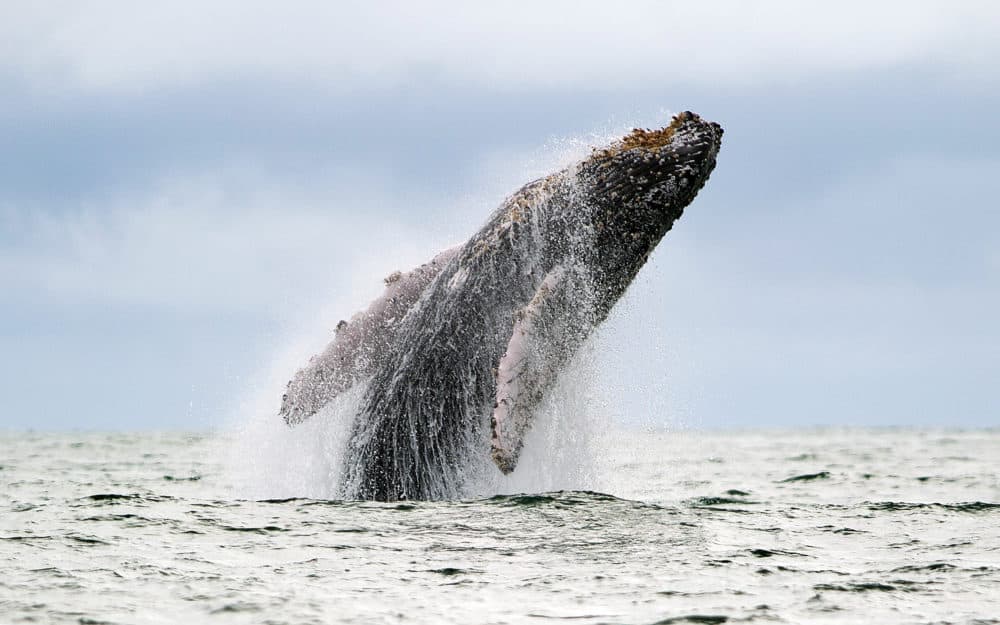 A Humpback whale jumps in the surface of the ocean. (Luis Robayo/AFP via Getty Images)