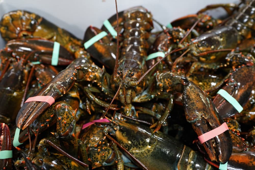 Lobsters in shades of orange, black and brown stacked on top of each other, each with a thin light mint-colored band. These lobsters harvested from the Gulf of Maine sit in a crate at a shipping facility. Photographed Nov. 18, 2020, in Arundel, Maine, by Robert F. Bukaty of the Associated Press.