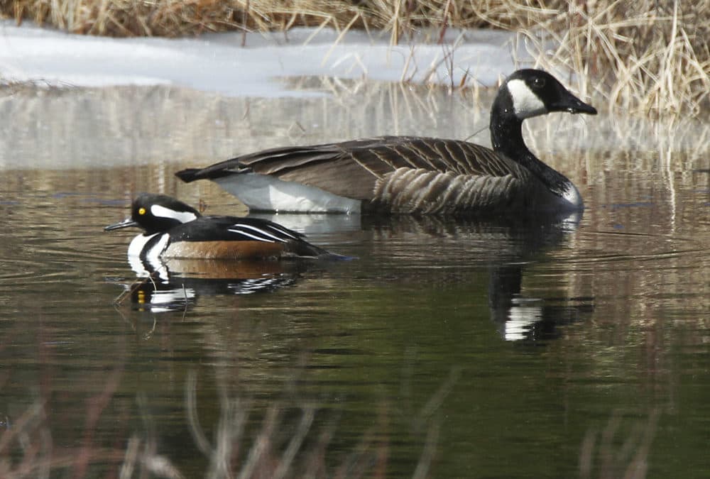 A hooded merganser, left, and a Canada goose share a small space of open water in a pond in East Montpelier, Vt., March 15, 2012. (Toby Talbot/AP)