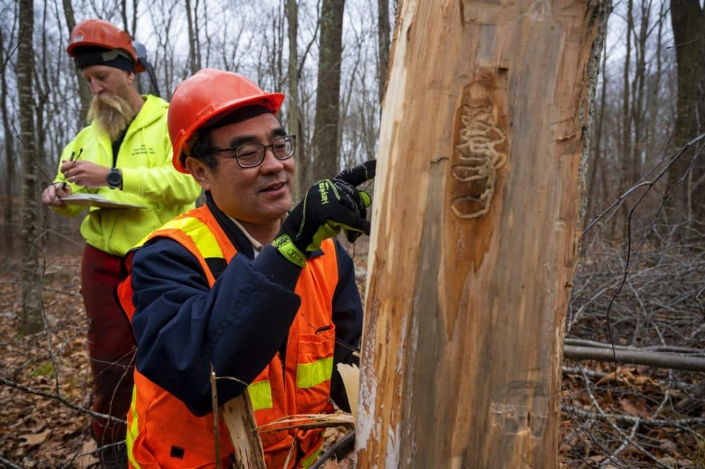 Research Entomologist Jian Duan cuts away bark from ash trees in search of emerald ash borers, an invasive species that has been killing off the trees. They're looking particularly for those affected by a parasitic wasp released into the area to combat the EABs. (Connecticut Public)