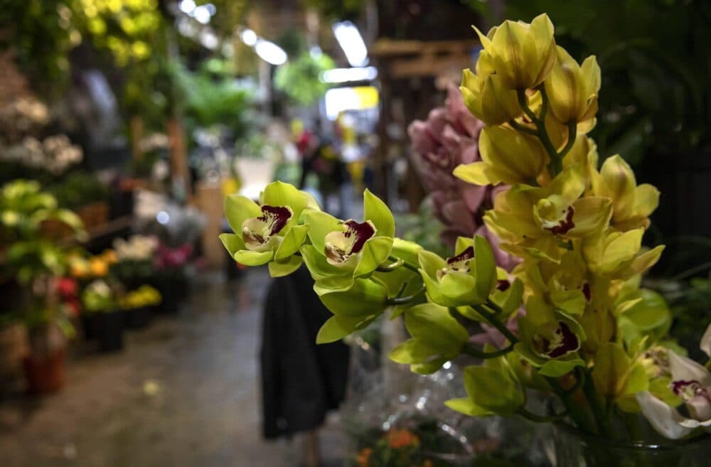 Green and yellow orchids at the Brattle Square Florist. (Robin Lubbock/WBUR)