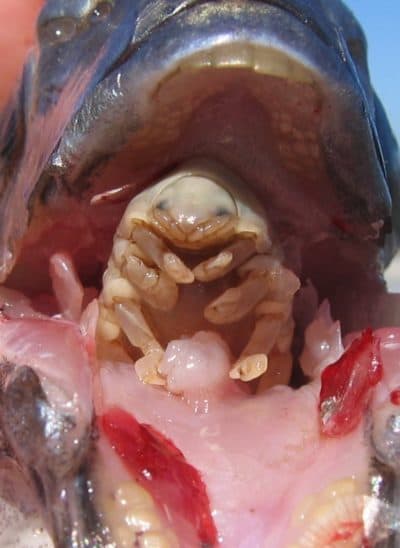 The famous tongue replacement isopod, Ceratothoa famosa, in the mouth of a Cape seabream.