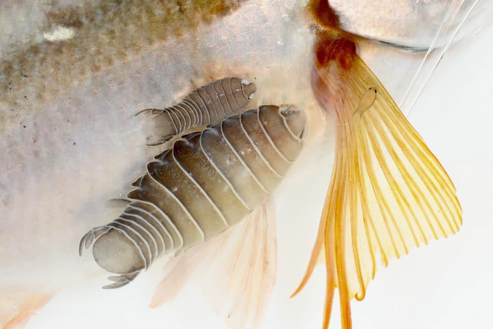 A “family” photo of another species of parasitic isopod, this one from the genus Anilocra, attached to the body and fins of the fish host. (Nico Smit)