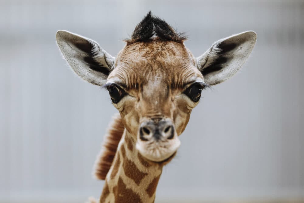 An infant giraffe at a zoo in Paris. (AP Photo/Kamil Zihnioglu)