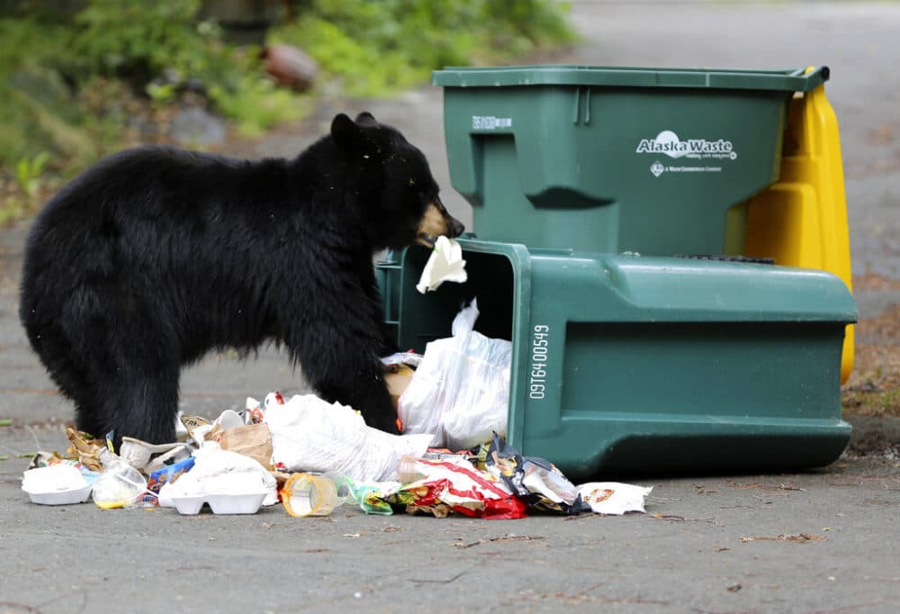 A black bear eats trash after knocking over a trash bin in east Anchorage, Alaska. (AP Photo/Mark Thiessen)