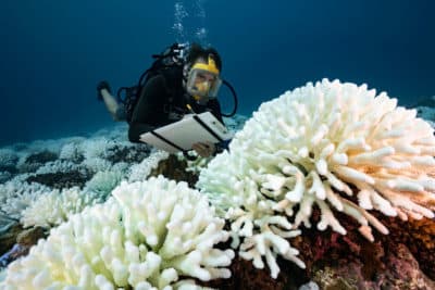 A diver checks the coral reefs of the Society Islands in French Polynesia. on May 9, 2019 in Moorea, French Polynesia. (Alexis Rosenfeld/Getty Images).